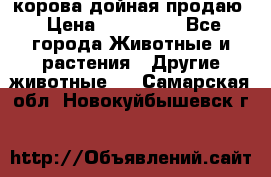 корова дойная продаю › Цена ­ 100 000 - Все города Животные и растения » Другие животные   . Самарская обл.,Новокуйбышевск г.